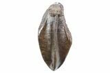 Large, Fossil Hadrosaur (Edmontosaurus) Tooth - Wyoming #357013-1